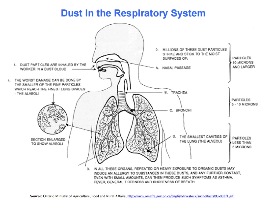 Dust in the Respiratory System